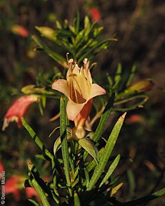 Eremophila latrobei ssp. glabra flower Denzel Murfet Marla